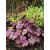 Heuchera 'Sugar Plum'