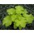 Heuchera 'Citronelle'