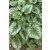 Brunnera 'Emerald Mist'