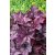 Heuchera 'Plum Royale'