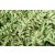 Athyrium 'Wildwood Twist'
