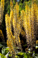 Ligularia przewalskii AGM  
