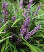 Liriope muscari 'Majestic'