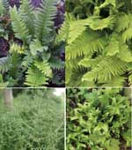  4 x Ferns that will tolerate dry shade