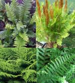  4 x Native ferns for a wildlife garden 