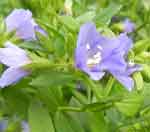 Polemonium 'Sonia's Bluebell'