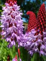 Primula viallii