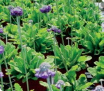 Primula capitata ssp mooreana 