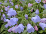 Pulmonaria