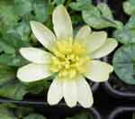 Ranunculus ficaria 'Randall's White'