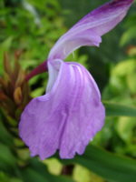 Roscoea purpurea 'Brown Peacock' 