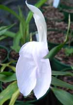 Roscoea 'Cinnamon Stick'