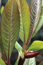 Salix fargesii