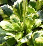 Saxifraga x urbium 'Variegata'