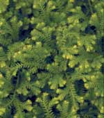 Selaginella kraussiana 'Aurea' 