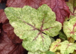 Tiarella 'Mystic Mist'
