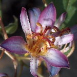 Tricyrtis 'Taipei Silk'