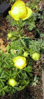 Trollius