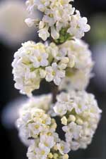 Viburnum farreri 'Candidissimum'