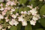 Viburnum plicatum 'Pink Beauty' AGM