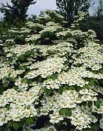 Viburnum plicatum 'Shasta'