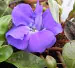 Vinca minor 'Azurea Flore Pleno' AGM