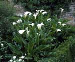 Zantedeschia aethiopica 