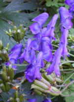 Aconitum 