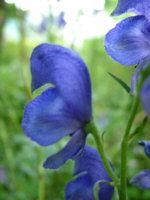 Aconitum japonicum