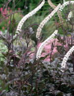 Actaea