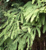 Adiantum