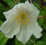 Anemone - Summer & Autumn Flowering