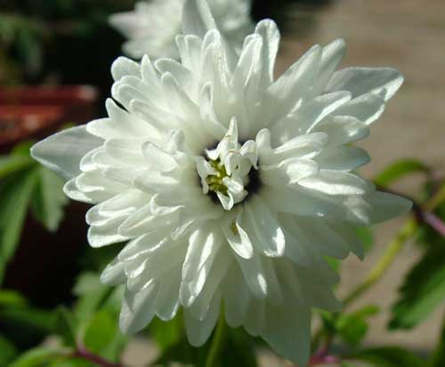 Anemone nemorosa 'Old Blue Eyes'