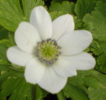 Anemone rivularis 