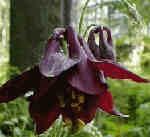 Aquilegia