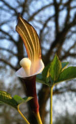 Arisaema