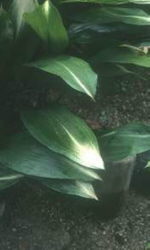 Aspidistra