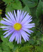 Aster