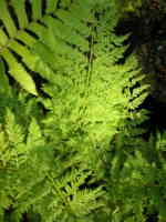 Athyrium filix-femina 'Vernoniae' AGM 