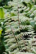 Athyrium