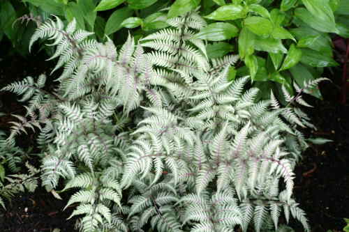 Athyrium 'Wildwood Twist'