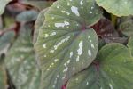 Begonia grandis Bells and Whistles