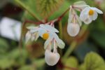 Begonia grandis 'Snowpop'