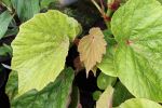 Begonia 'Torsa'