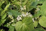 Begonia 'Wild Swan' BSWJ 7772