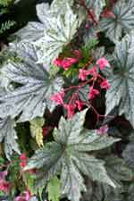 Begonia