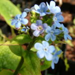 Brunnera sibirica 