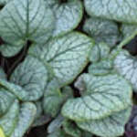 Brunnera