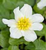 Caltha