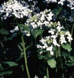 Cardamine trifolia 